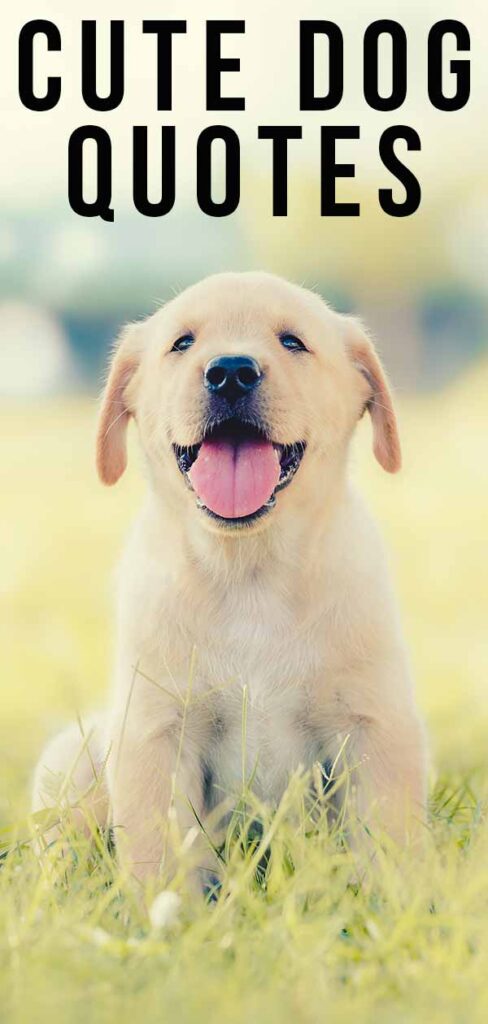 cute-dog-quotes-to-raise-a-smile-on-any-occasion