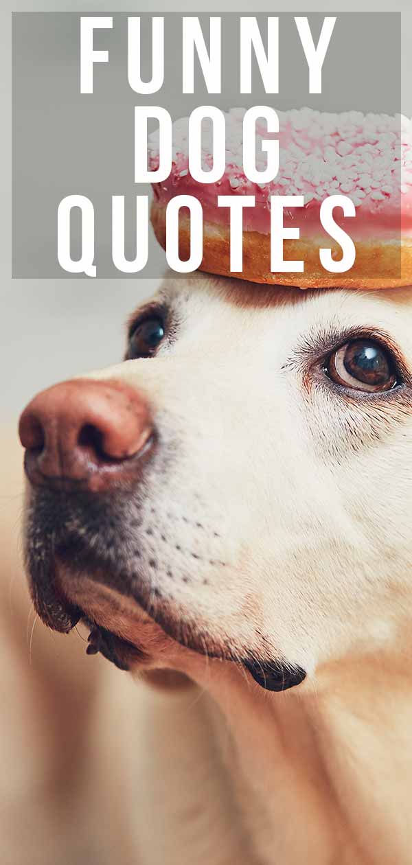 cute dog quote