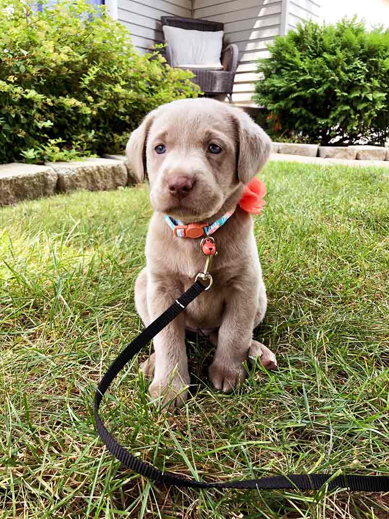 chocolate and silver lab mix