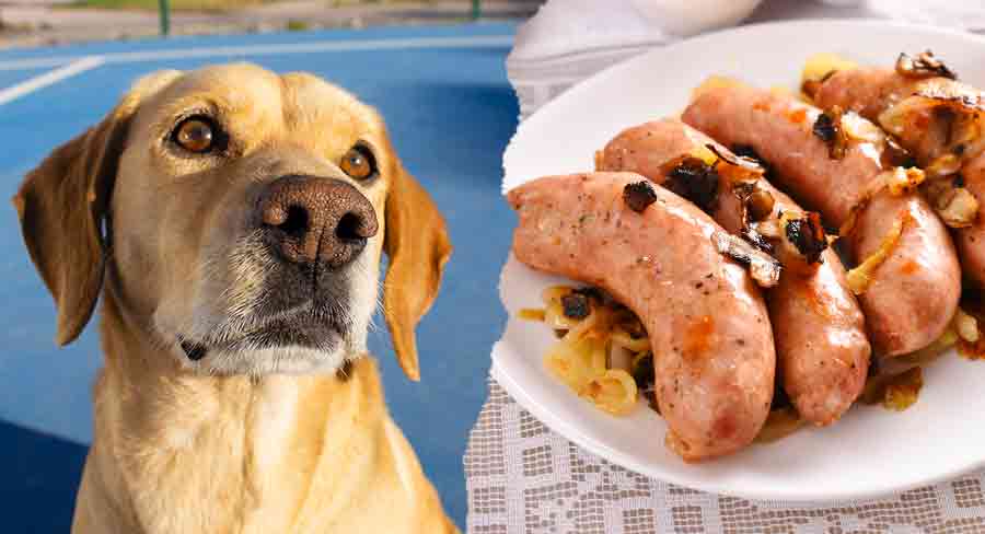 can dogs eat processed meat