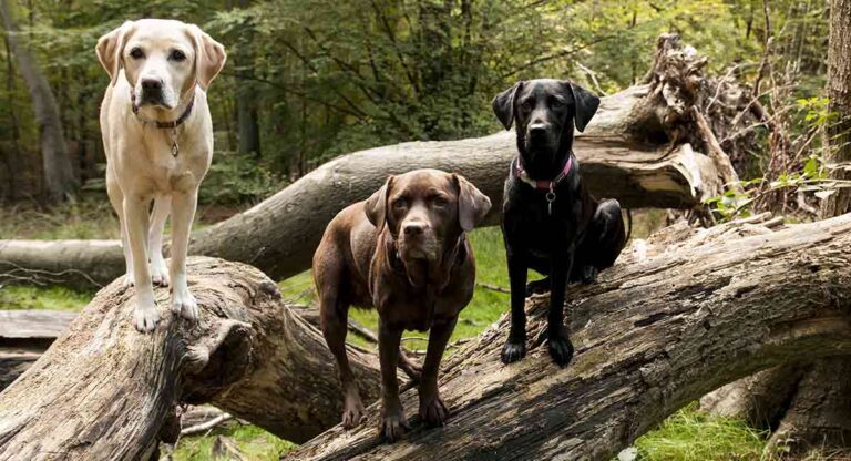 Labrador Retriever Colors: An Illustrated Guide