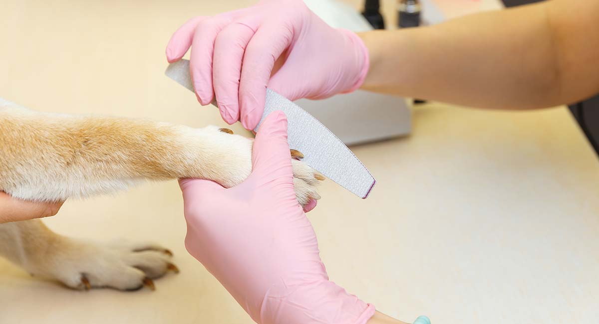 Dog Nail File to Keep Your Dog's Nails 