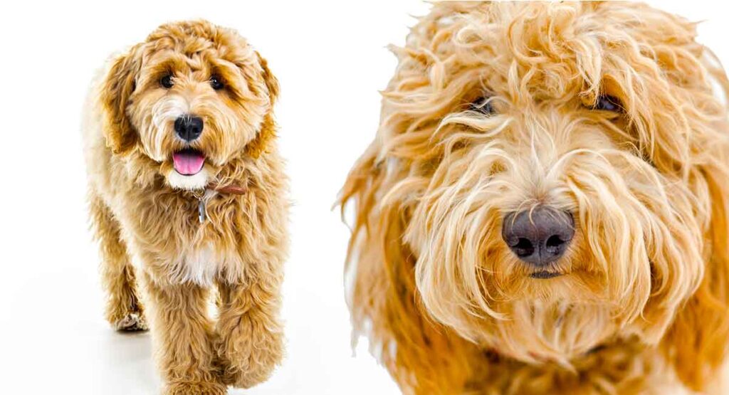 Labradoodle Vs Goldendoodle Which Mix Is Right For You?