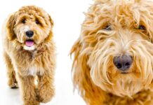 pei shar labradoodle