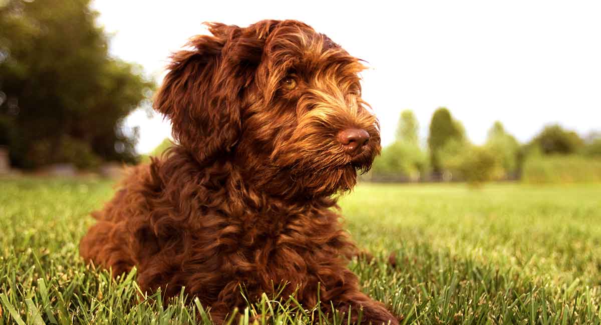 Klassifikation sne hvid Formand Australian Labradoodle – What You Need To Know About This Breed