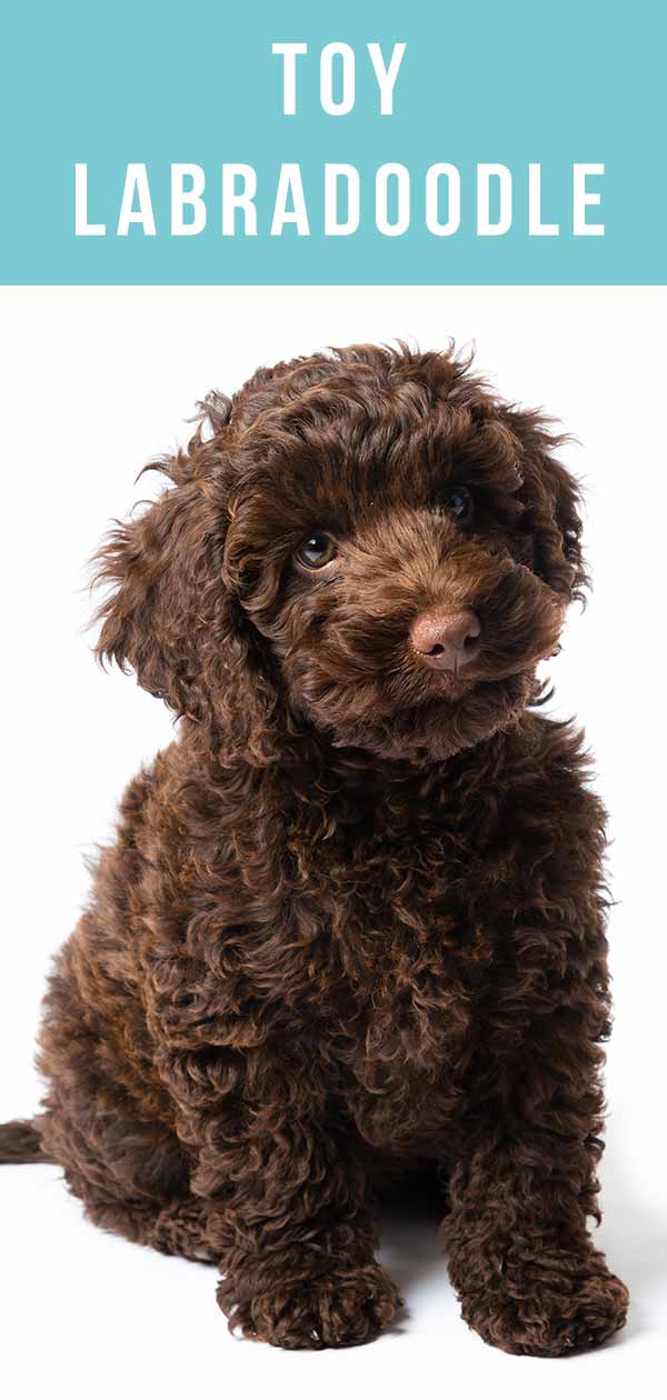 toy labradoodle for sale near me