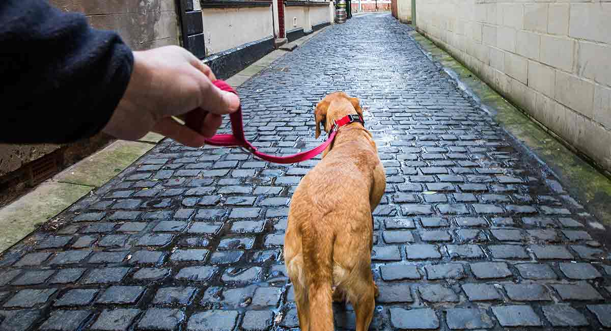 best leash for reactive dog