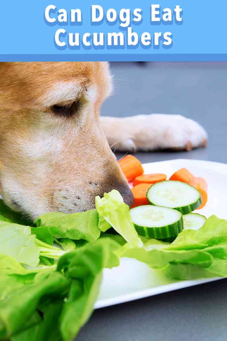 Can Dogs Eat Cucumbers A Complete Guide To Cucumber For Dogs