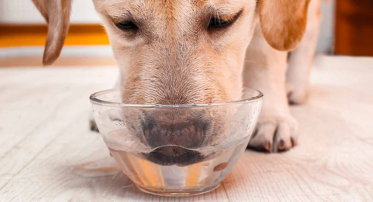 Dog Drinking A Lot Of Water A Guide To Excessive Thirst In Dogs