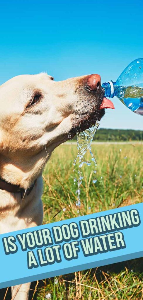 Dog Drinking A Lot Of Water - A Guide To Excessive Thirst In Dogs