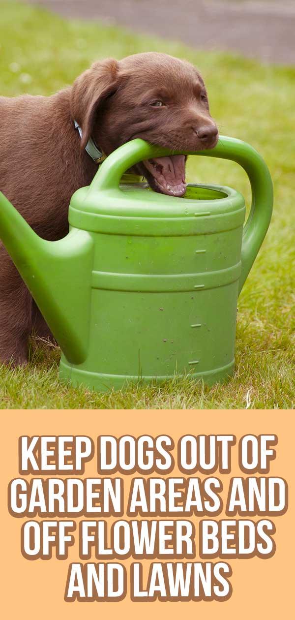 How To Keep Dogs Out Of Garden Areas Dog Repellents Vs Training