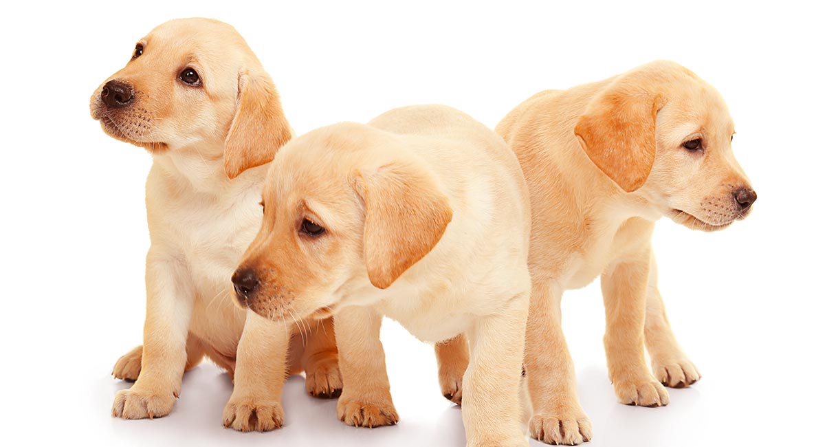 how to find a good breeder for dogs