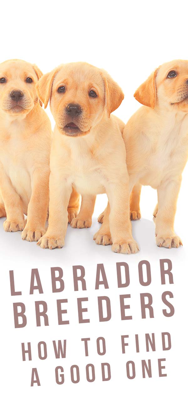 breeding labrador puppies