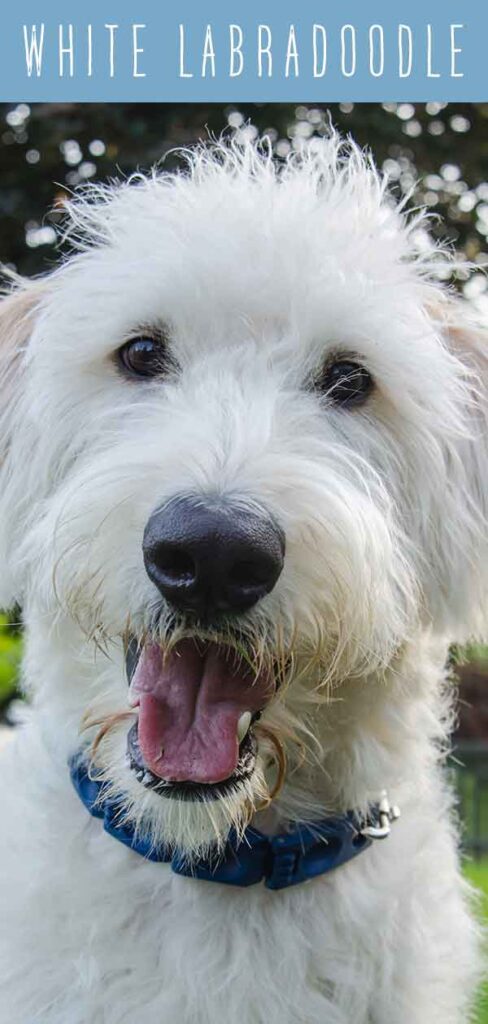 labradoodle stuffed animal white