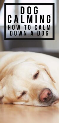How To Calm Down A Dog - Top Tips For Calm Dogs