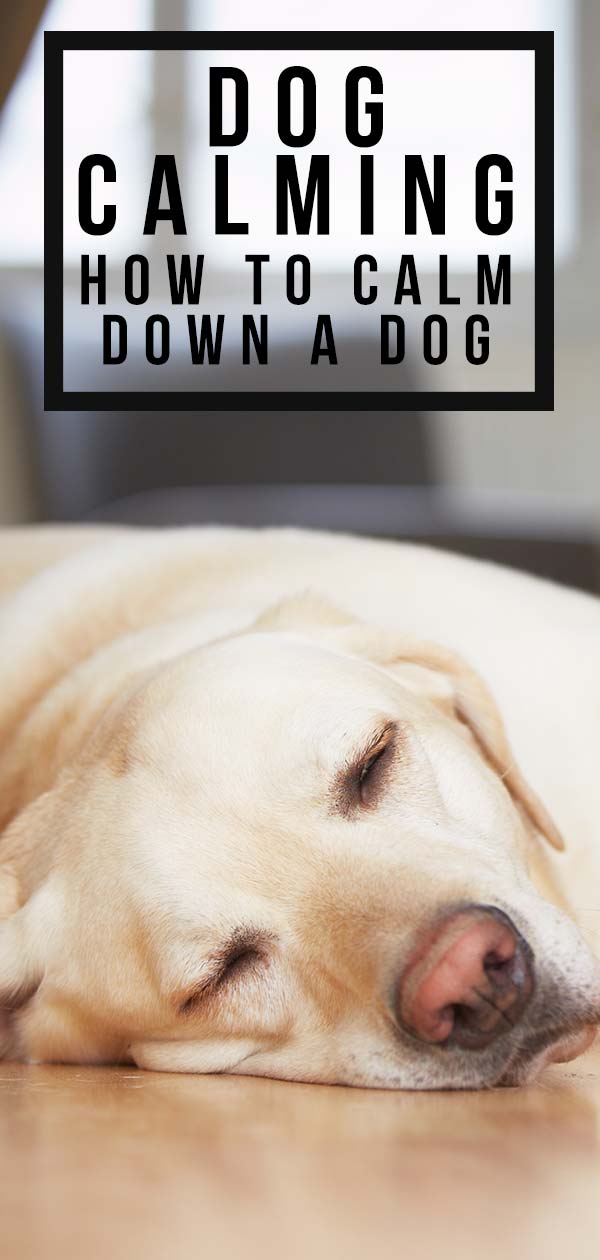 music for dogs to calm down