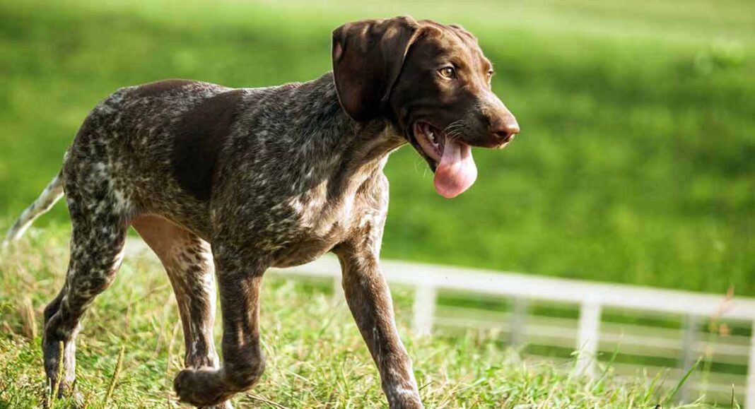 Hunting Dog Breeds - Find The Perfect Hunting Dog For Your Family