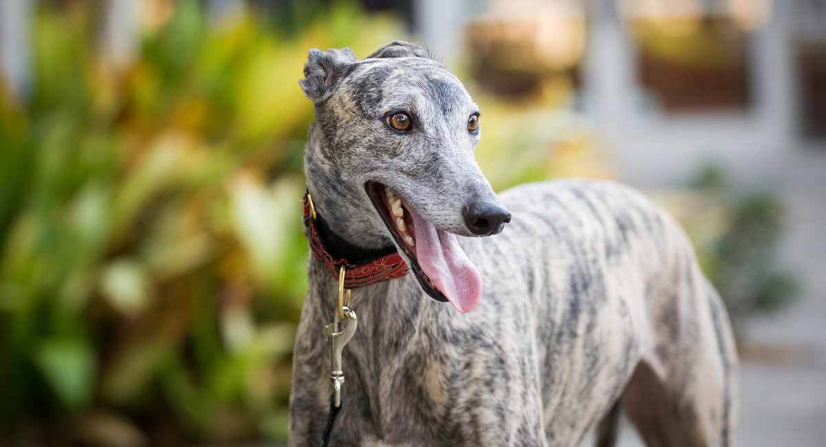 do greyhounds hunt