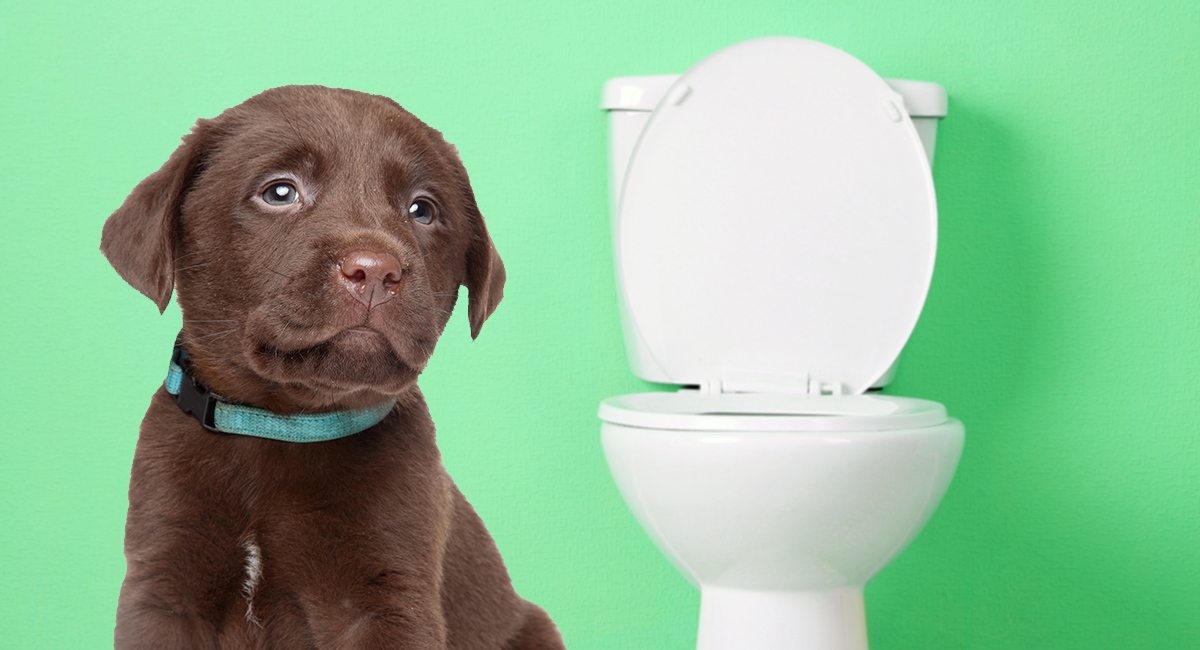 how to toilet train my labrador puppy