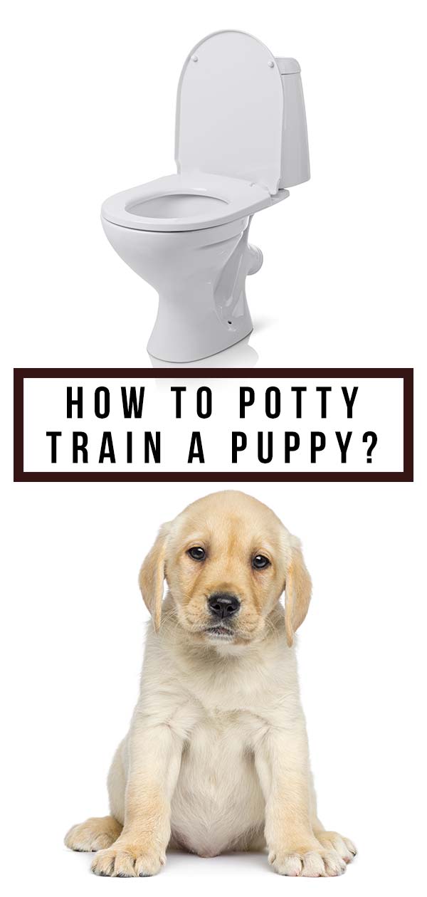 labrador puppy toilet training