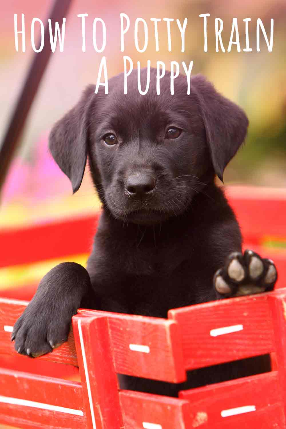 How-To-Potty-Train-A-Puppy.jpg
