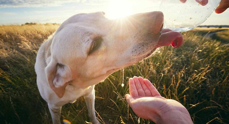 Do Dogs Sweat? How Dogs Keep Cool In Hot Weather