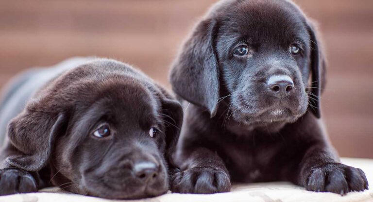 black lab names