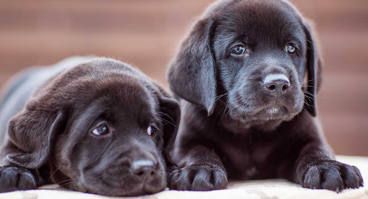 Black Lab Names - 100\'s of Awesome Ideas For Your Labrador Puppy