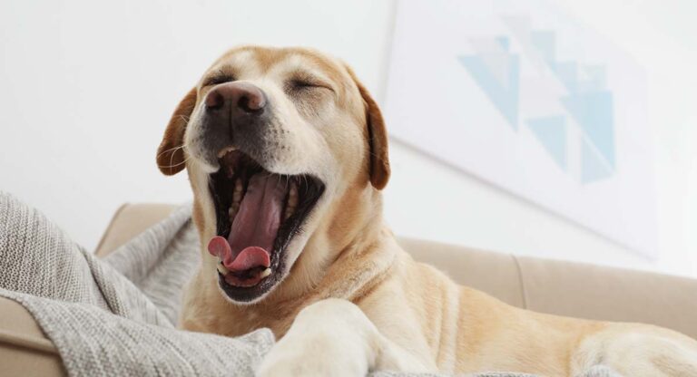 dog yawning