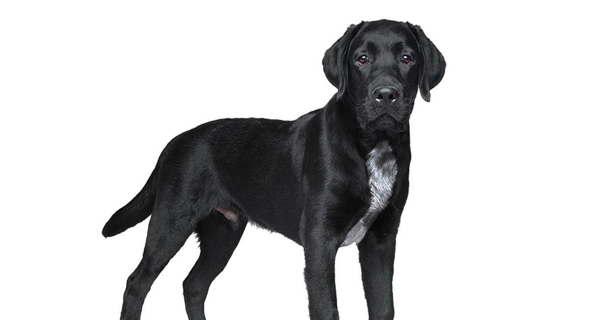 how to identify a english labrador pure breed
