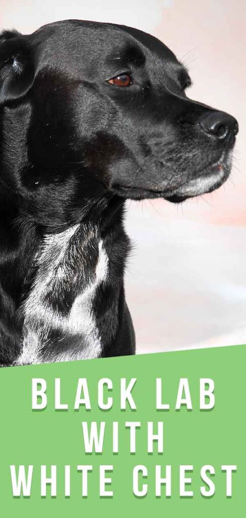 Black Lab With White Chest - A Guide To Unusual Labrador Markings