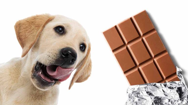 can dogs eat chocolate