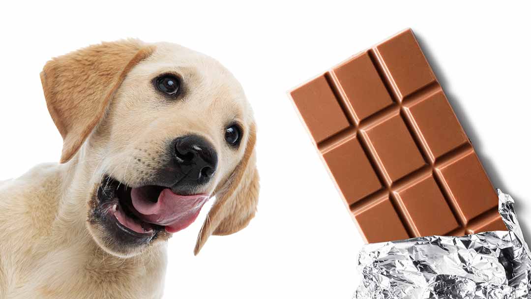 are dogs allowed a little bit of chocolate
