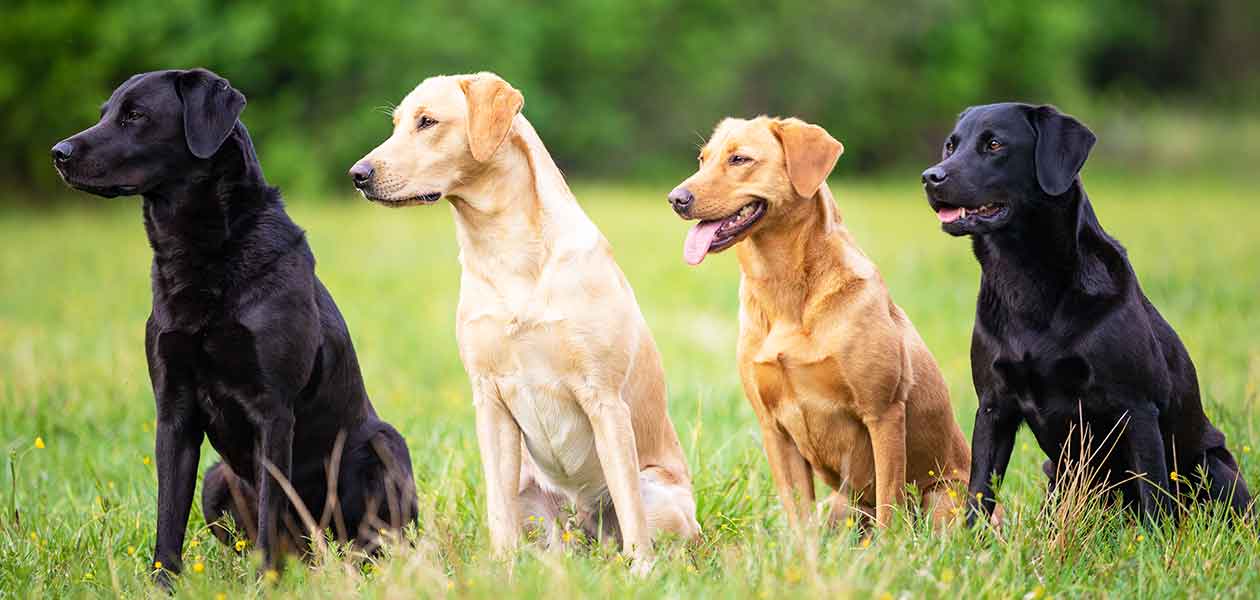 field labrador retriever breeders