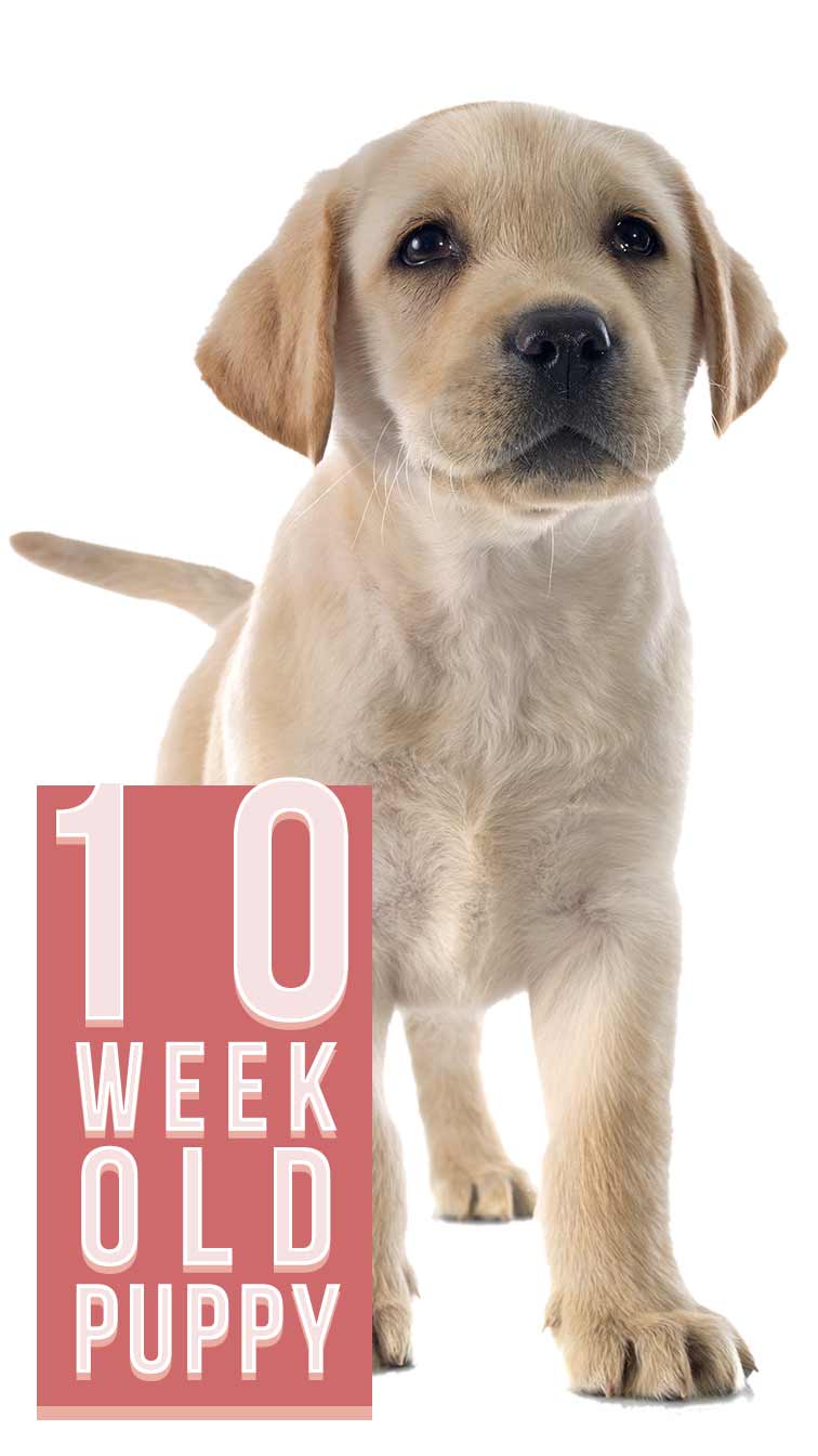 how long can a 10 week old puppy hold its pee