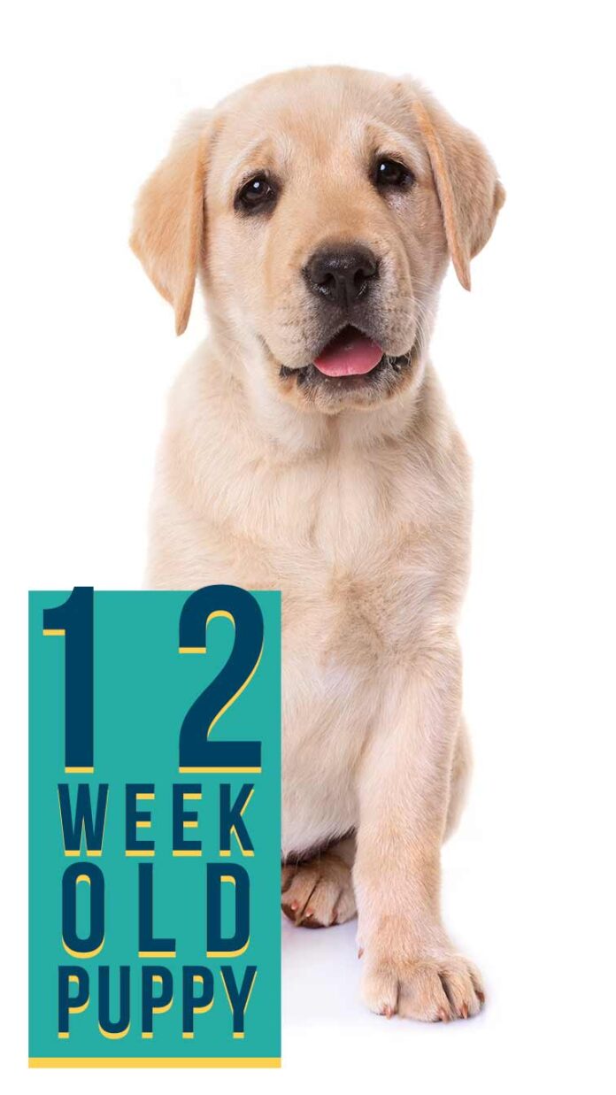 12-week-old-puppy-tips-for-training-exercise-and-general-care