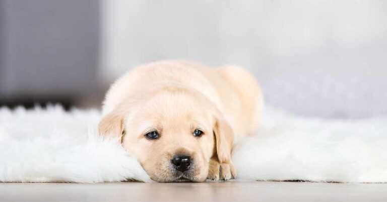 labrador puppy on rug