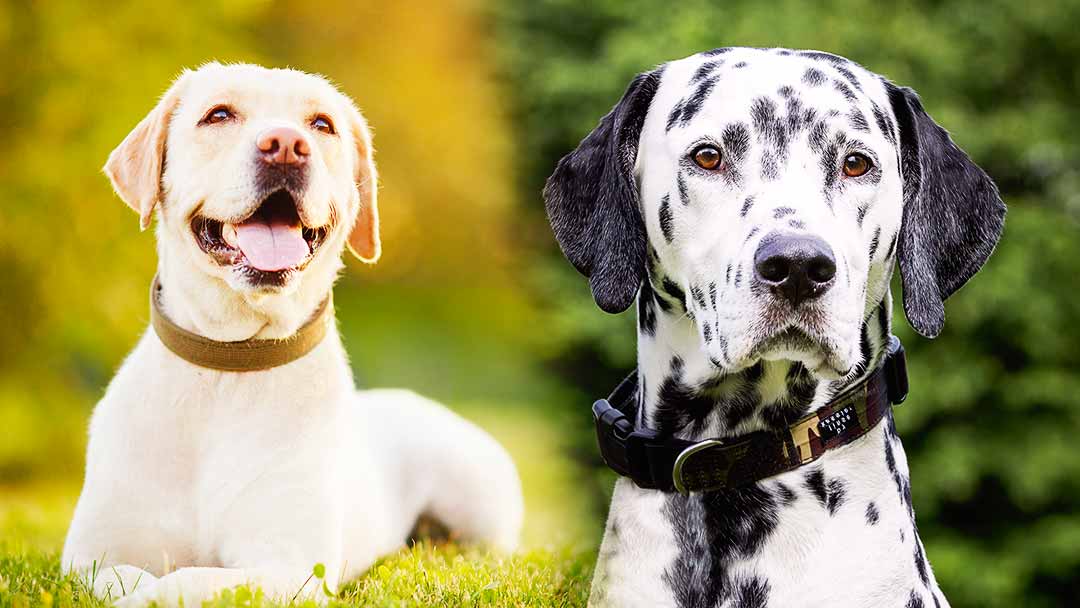 do dalmatians and labs get along?