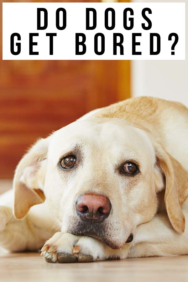  Do Dogs Get Bored Understanding And Preventing Boredom In Dogs