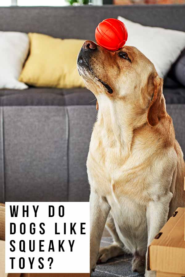 Why Do Dogs Like Squeaky Toys? A Guide To Your Dog's Favorite Toys!