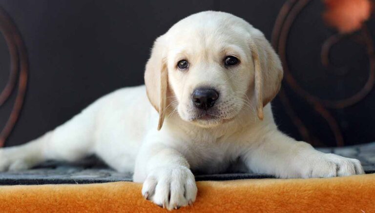 yellow labrador puppy