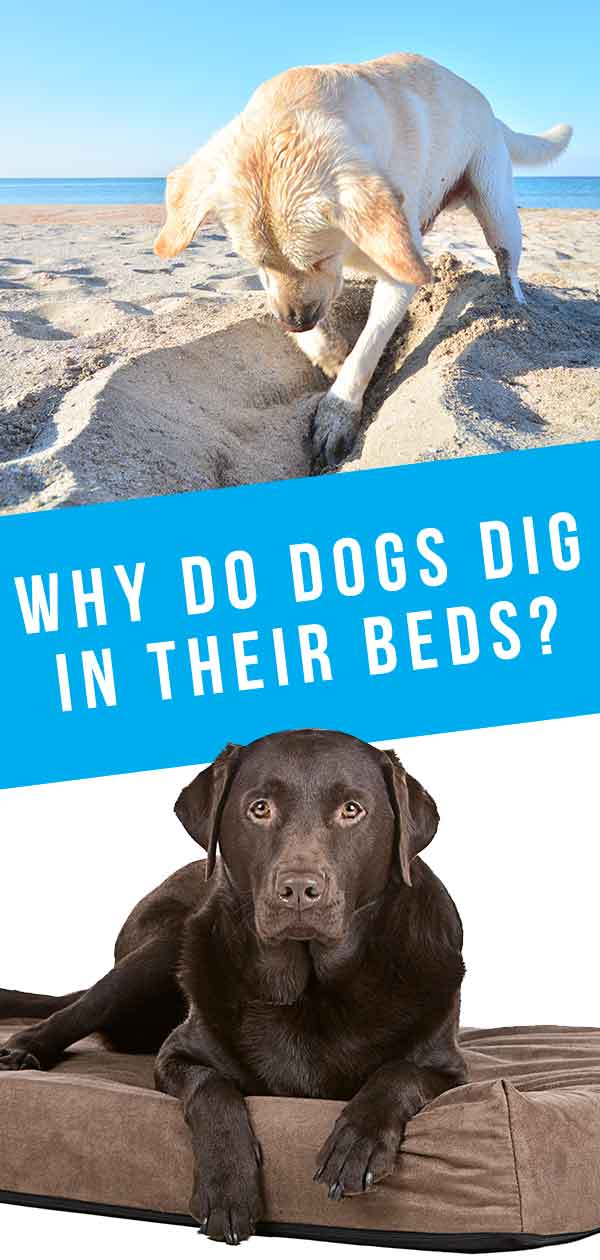 Why do dogs burrow in their beds?