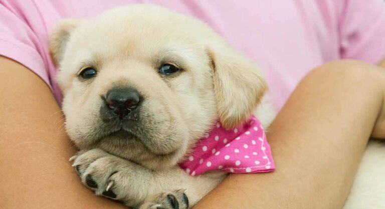 photo of a young yellow lab puppy held by a person in a pink t shirt