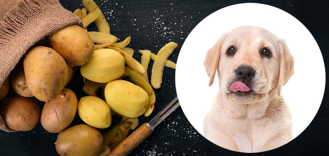 can my dog eat potatoes