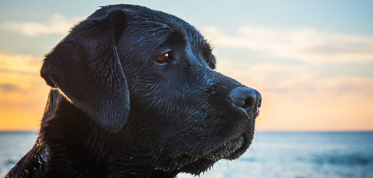 Dog Grief Do Dogs Mourn For Lost Owners Or Other Pets 