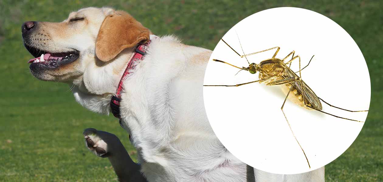 how do you treat an infected bug bite on a dog