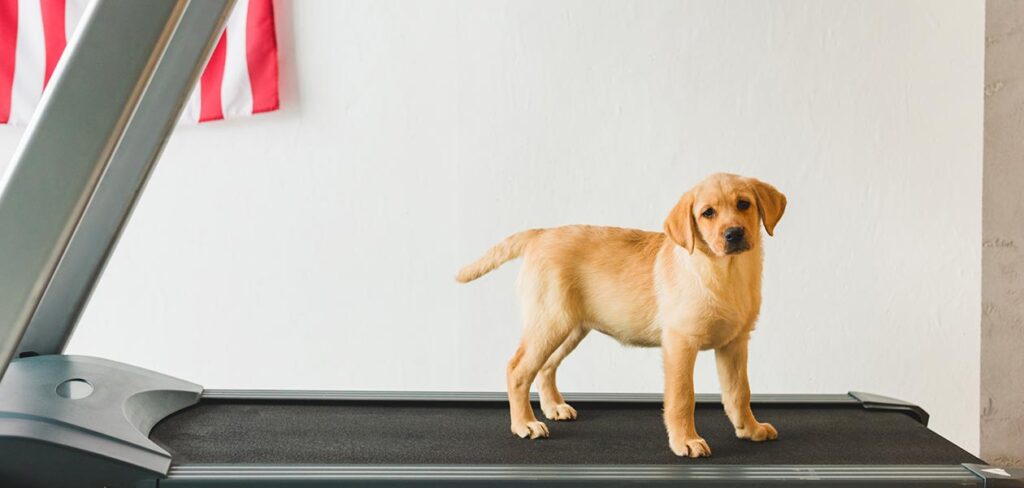 photo of a yellow Labrador puppy on a treadmill