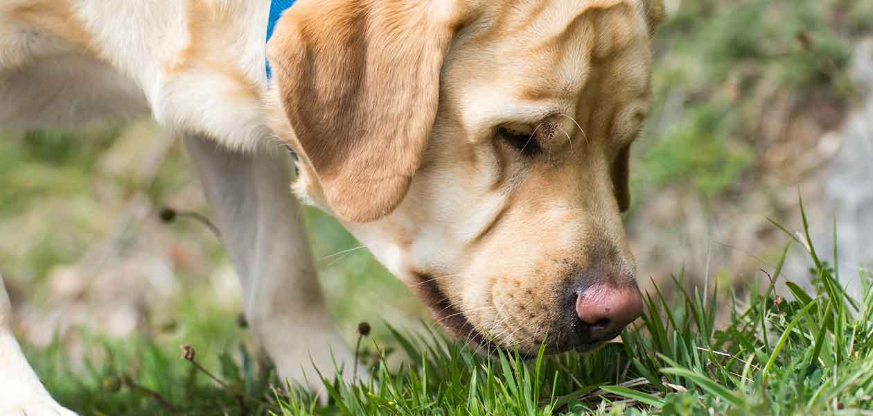 why dogs like eating grass