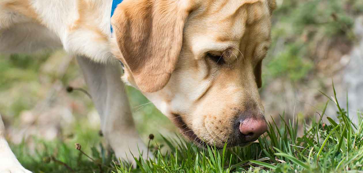 Why Do Dogs Eat Grass And Is Eating Grass Bad For Them 