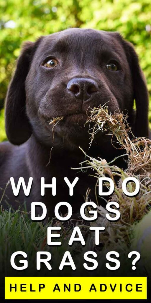 why dogs eat grass and weeds